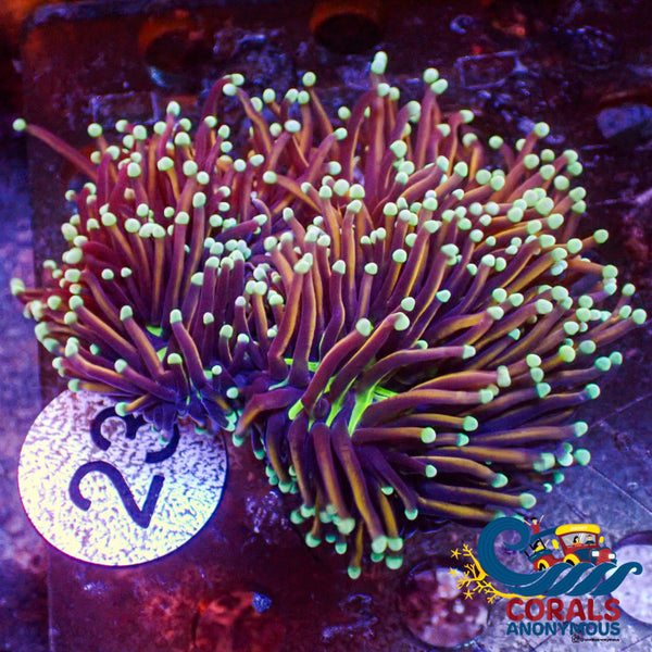 Wysiwyg Teal Tip Indo Gold Torch Colony (3-4 Polyps) Torch
