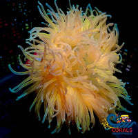 Wysiwyg Ultra Aurelius Sol Yellow Long Tentacle Anemone (5-6) Longtentacleanemone