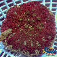 Wysiwyg Ultra Blood Red Maxi Mini Carpet Anemone (2-3) (W284 A) Anemone