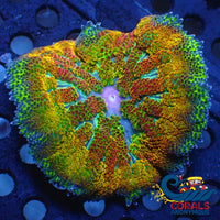 Wysiwyg Ultra Eden Apple Maxi Mini Carpet Anemone (W115)