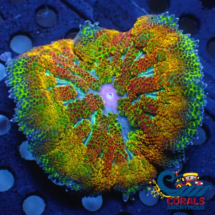 Wysiwyg Ultra Eden Apple Maxi Mini Carpet Anemone (W115)