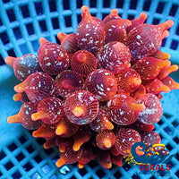 Wysiwyg Ultra Galaxy Flametip Bubble Tip Anemone (2-4) Anemone
