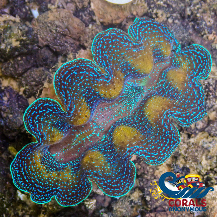 Ultra Gold Rim Blue Tridacna Crocea Clam (1.5-2