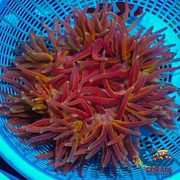 Wysiwyg Ultra Golden Phoenix Red Long Tentacle Anemone (5-6) Longtentacleanemone