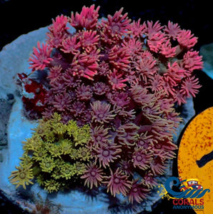 Wysiwyg Ultra Naturally Grafted Goniopora Garden Colony (100+ Polyps) (W91) Goniopora
