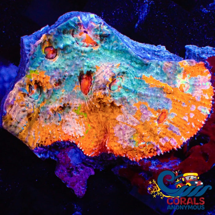 Wysiwyg Ultra Pink Sunrise Rainbow Chalice Colony (2.5-3) (W88) Chalice