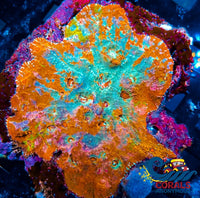 Wysiwyg Ultra Pink Sunrise Rainbow Chalice Colony (3-4) (W90) Chalice
