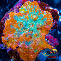Wysiwyg Ultra Pink Sunrise Rainbow Chalice Colony (3-4) (W90) Chalice