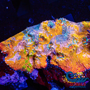 Wysiwyg Ultra Pink Sunrise Rainbow Chalice Colony (3-4) (W90) Chalice