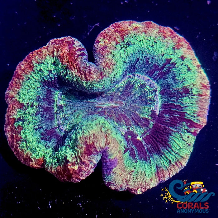 Wysiwyg Ultra Rainbow Bifrost Wellso (3-4) Wellso