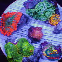 K Wysiwyg Ultra Rainbow Mushroom Garden Colony (7+ Polyps) (Rd42) Mushroom