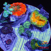 K Wysiwyg Ultra Rainbow Mushroom Soft Coral Garden Colony (7+ Polyps) (Rd43) Mushroom
