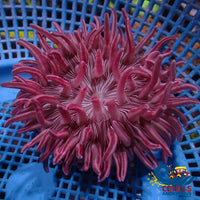 Wysiwyg Ultra Red Peppermint Long Tentacle Anemone (3-5) Longtentacleanemone