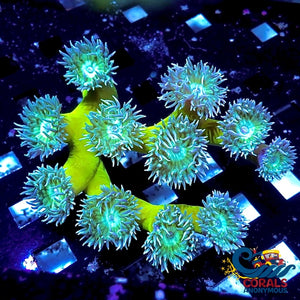 Wysiwyg Ultra Toxic Duncan Colony (11 Polyps) Duncan