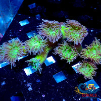 Wysiwyg Ultra Toxic Duncan Colony (9 Polyps) Duncan