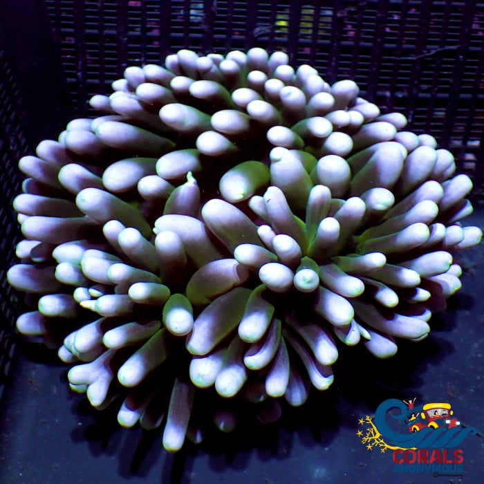 Wysiwyg Ultra White Lotus Long Tentacle Anemone (5-6) Longtentacleanemone