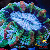 Wysiwyg Ultra Winter Rainbow Roads Cynarina (4-5) (W7) Cynarina