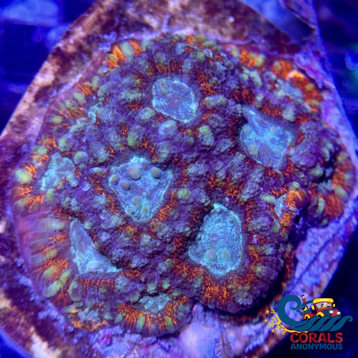 Wysiwyg Watermelon Blast Micromussa Acans (5+ Polyps) (W75) Acans