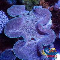 Wysiwyg Xl Blue Mosaic Tridacna Squamosa Clam (7-8) Clam