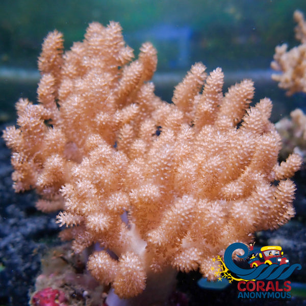 Sku Wysiwyg Xl Cauliflower Colt Coral Mother Colony (4-5’) Softcoral