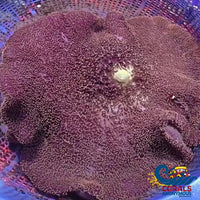 Wysiwyg Xl Giant Mertens Carpet Anemone (14-16) Carpetanemone