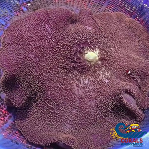 Wysiwyg Xl Giant Mertens Carpet Anemone (14-16) Carpetanemone