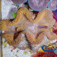 Wysiwyg Xl Gold Mosaic Tridacna Squamosa Clam (7-8) Clam