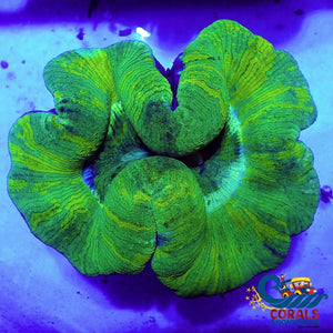 Wysiwyg Xl Lemon Lime Splash Trachy (5-6) (W62) Trachy