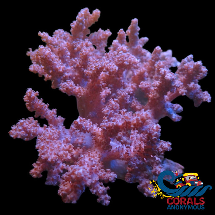 Wysiwyg Xl Mystic Cauliflower Colt Coral Mother Colony (4-5’) Softcoral