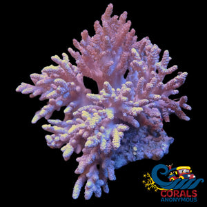 Wysiwyg Xl Mystic Finger Leather Coral Mother Tree Colony (3-4’) Softcoral
