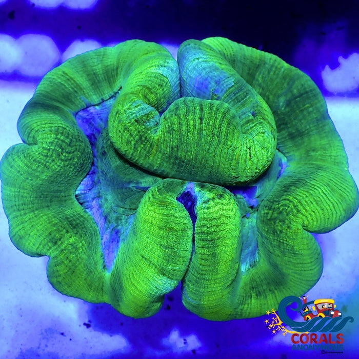 Wysiwyg Xl Neon Blue Trachy (5-6) (W52) Trachy