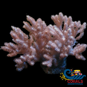 Wysiwyg Xl Peachy Pink Cauliflower Colt Coral Mother Colony (5-6’) Softcoral