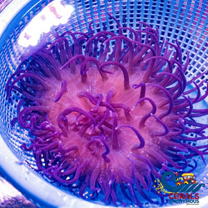 Wysiwyg Xl Purple Long Tentacle Anemone (8-10) Longtentacleanemone
