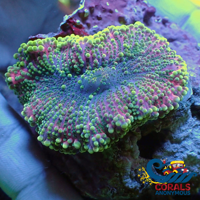 Wysiwyg Xl Solomon Islands Toxic Purple Yuma Mushroom (2-2.5”) Yuma