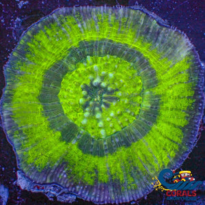 Wysiwyg Xl Solomon Islands Ufo Acid Bullseye Scoly (3-4) (W79) Lobophyllia