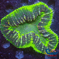 Wysiwyg Xl Solomon Islands Ufo Green Monster Lobophyllia Colony (3.5-4.5) (W56) Lobophyllia