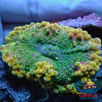 Wysiwyg Xl Solomon Islands Yellow Lime Rainbow Yuma Mushroom (2-2.5) Yuma