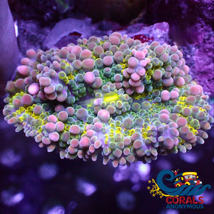 Wysiwyg Xl Ultra Pink Bubbly Rainbow Painter Yuma Mushroom (2’) Yuma
