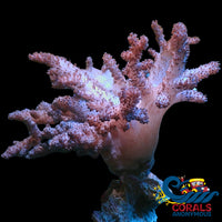 Wysiwyg Xxl Mystic Blue Cauliflower Colt Coral Mother Colony (6-7’) Softcoral