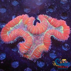 Wysiwyg Xxl Solomon Islands Rainbow Jolly Rancher Lobophyllia Colony (5-6) (W28) Lobophyllia