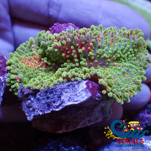 Wysiwyg Xxl Solomon Islands Toxic Purple Yuma Mushroom (2.5-3”) Yuma
