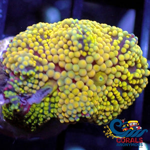 Wysiwyg Yellow Charm Multicolor Florida Ricordea Mushroom (R2E) Ricordea