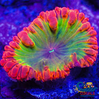 Wysiwyg Yellow Watermelon Jolly Rancher Blasto (1 Polyp) (Y45) Blasto