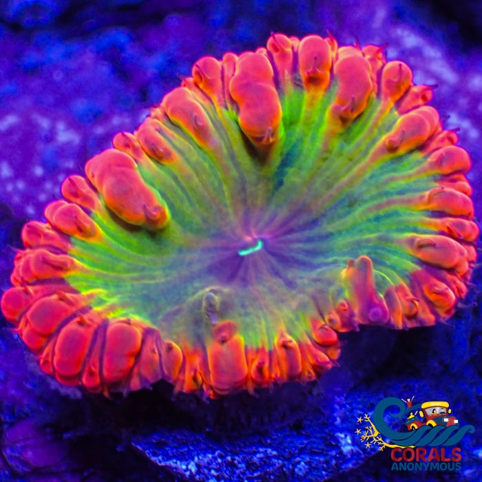 Wysiwyg Yellow Watermelon Jolly Rancher Blasto (1 Polyp) (Y45) Blasto
