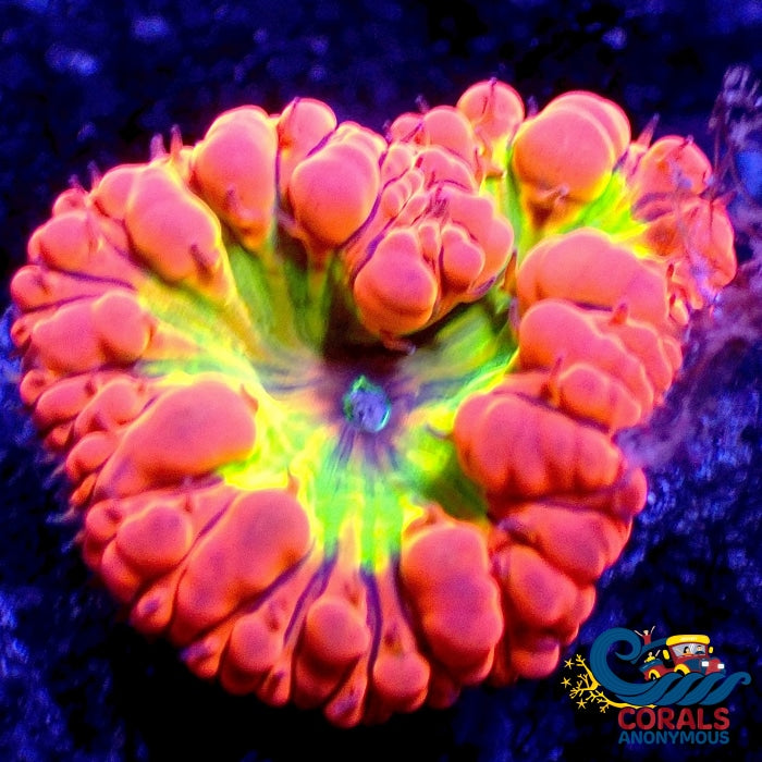 WYSIWYG Yellow Watermelon Jolly Rancher Blasto (1 polyp) (Y48) | Corals ...