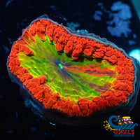 Wysiwyg Yellow Watermelon Jolly Rancher Blasto (1 Polyp) (Y72) Blasto