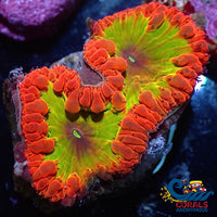 Wysiwyg Yellow Watermelon Jolly Rancher Blasto (2 Polyps) (Y72) Blasto