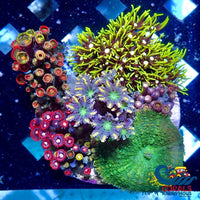 Wysiwyg Zoa Gsp Clove Combo Rock Colony (3-4) Zoa