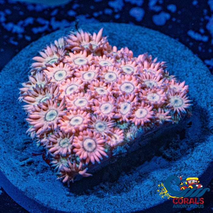 Wysiywg Aussie Rainbow Sapphire Pink Goniopora (1-1.5 Frag) Goniopora