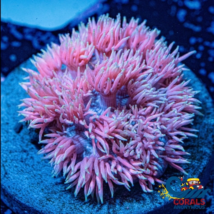 Wysiywg Aussie Rainbow Sapphire Pink Goniopora (1 Frag) Goniopora